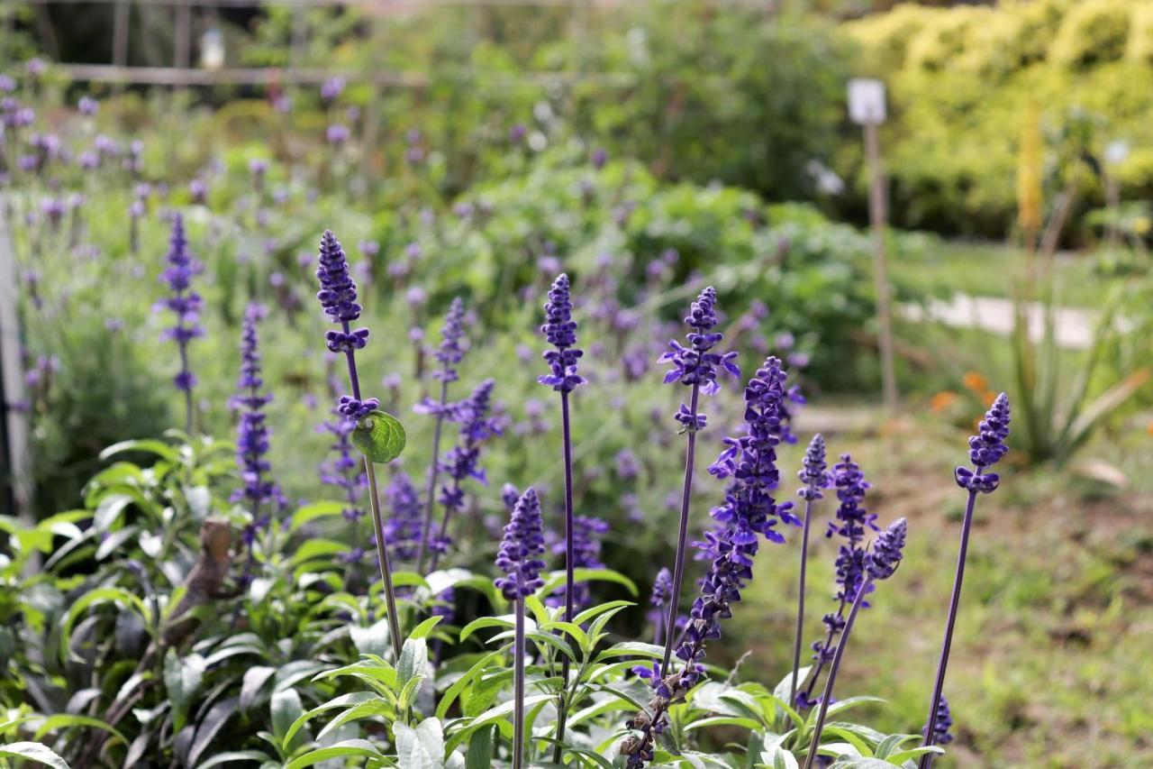 Hong Kong Gold Coast Hotel Eksteriør bilde Lavender